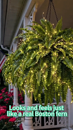 The Oasis Glow Fern by KissSteps™